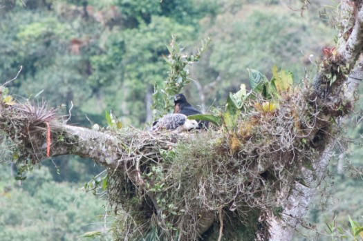 Black-and-chestnut Eagle nest near Baeza